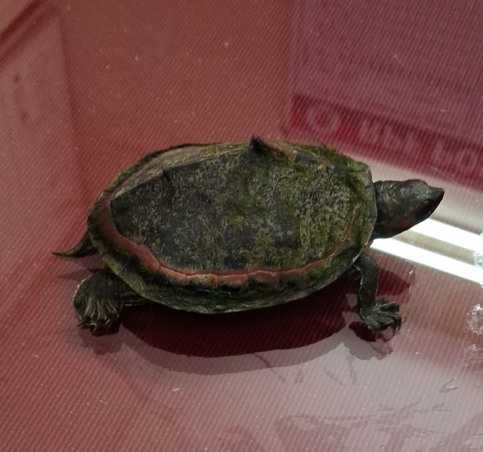 इंडियन टेंट टर्टल भारत, नेपाल और बांग्लादेश में पाई जाने वाली एक छोटी, ताजे पानी की कछुआ प्रजाति है।