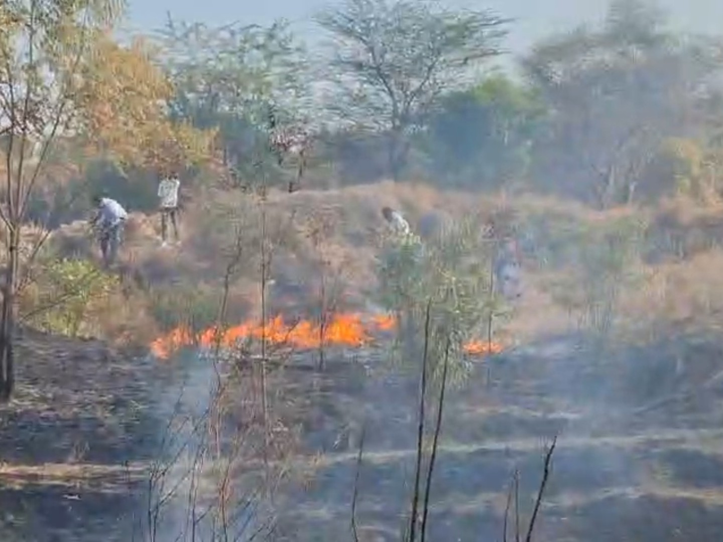 जंगल में आग बुझाते ग्रामीण