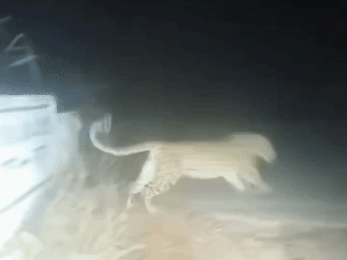 Chandpur Leopard Sighting | Villagers Demand Trap Installation