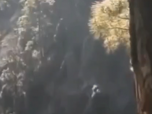 सुरक्षा बलों ने गुफा के एक हिस्से को विस्फोट के जरिए ध्वस्त कर दिया।