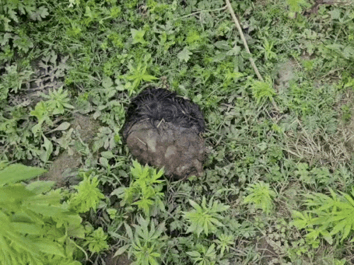 खाली प्लाट में मिला कटा सिर। - Dainik Bhaskar