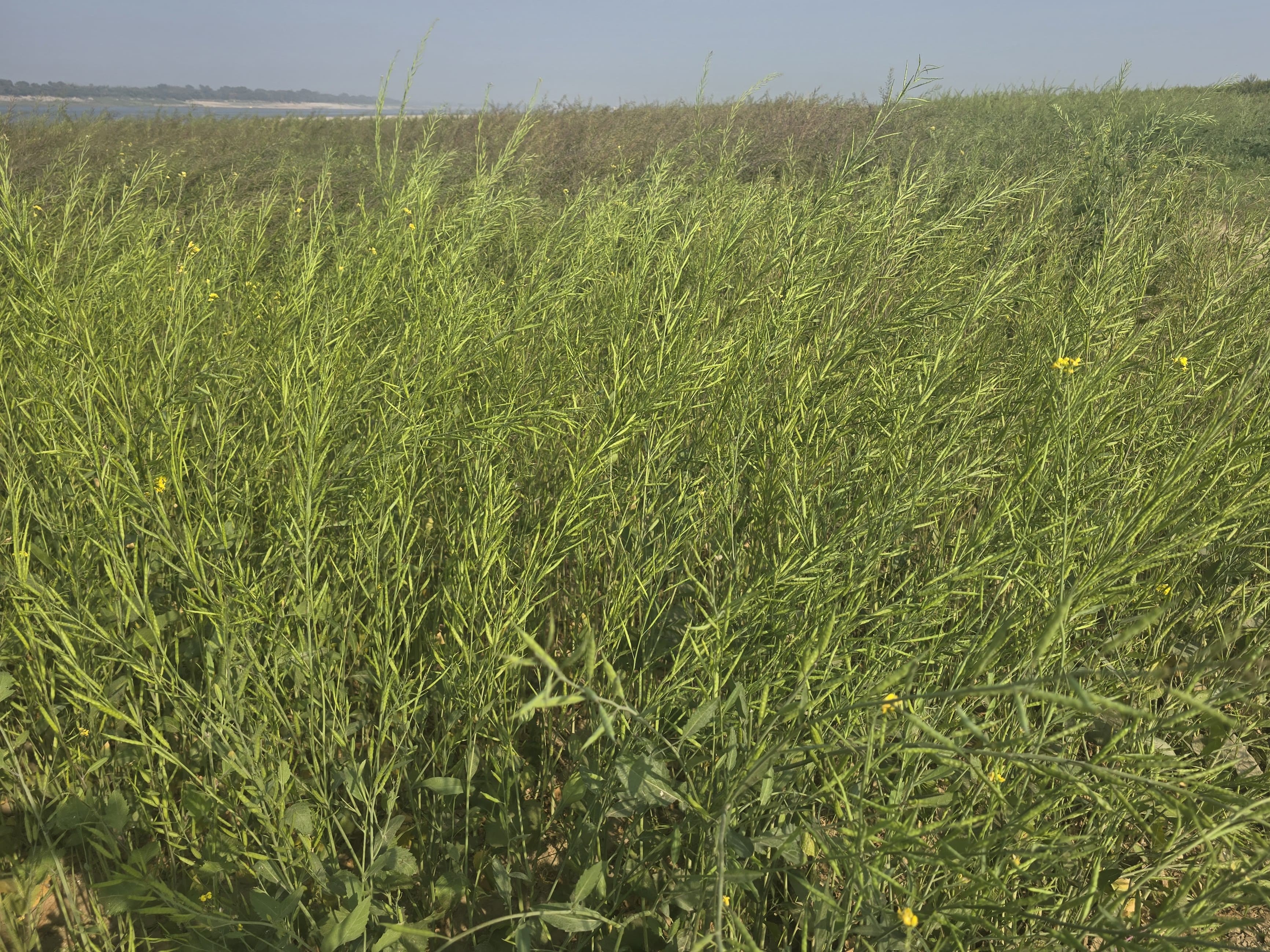 Bhadora Sarson Crop: Farmers Optimistic for Bumper Yield Amidst ...