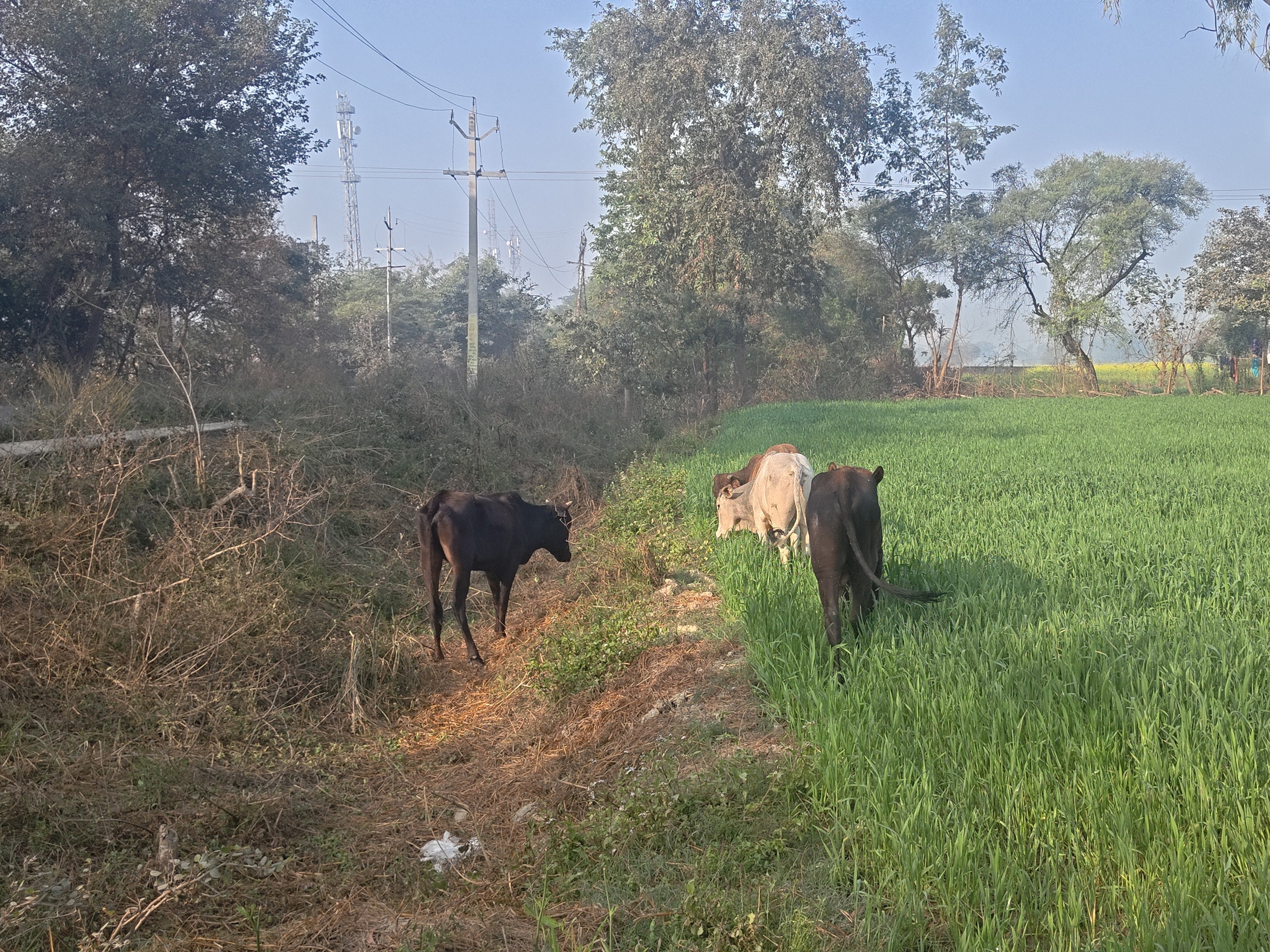 Ranipur Farmers Crops Destroyed | Stray Cattle Menace