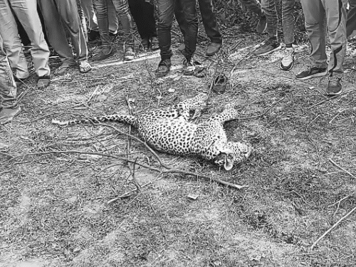 स्थानीय लोगों ने बताया कि पहले भी इस एरिया में लेपर्ड देखे गए है। इसके बारे में वन विभाग को भी बताया गया था।