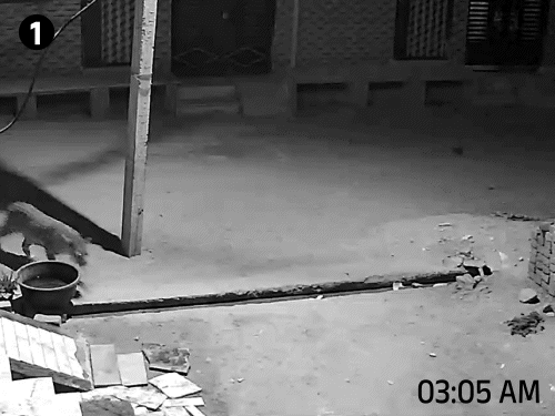 शनिवार तड़के जयपुर के आगरा रोड स्थित सूर्य सिटी कॉलोनी की एक गली में लेपर्ड दिखा था।