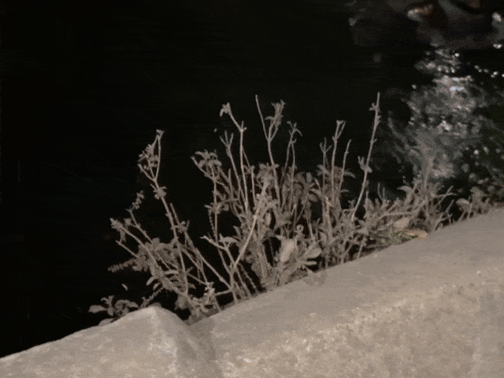 कार सवार युवक बचने के लिए गाड़ी का विंडो ग्लास पीटते रहे।