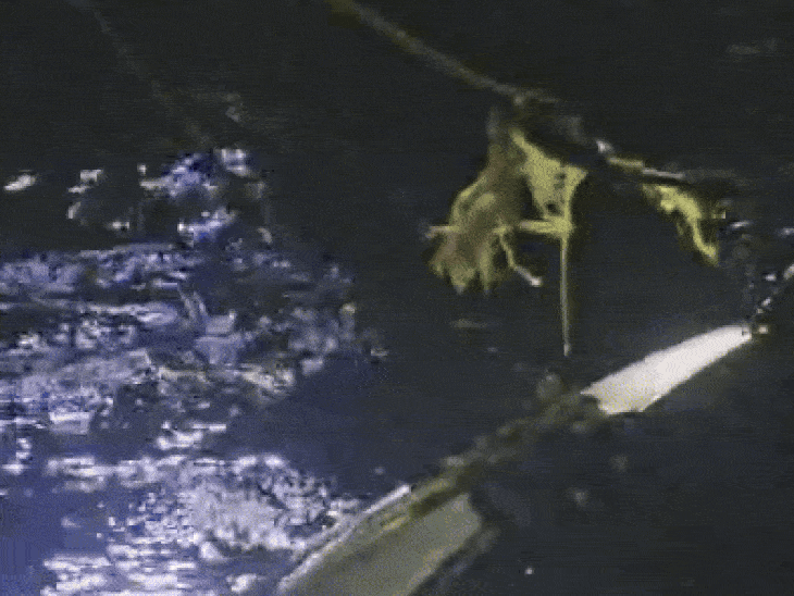 रात में क्रेन की मदद से कार को बाहर निकाला जा सका।