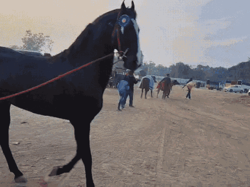 34 महीने का अतिबल मेले में ब्यूटी कॉन्टेस्ट में सेंकेंड चैंपियन रहा।