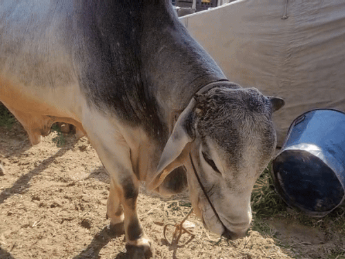 मेले में घूमता धूम्र रंग का चांद।