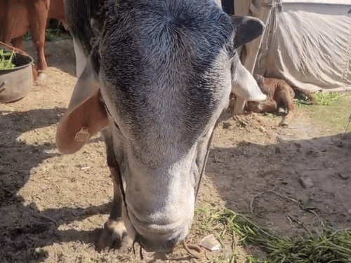 मजबूत कद-काठी का मालिक है चांद।