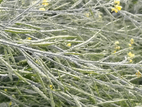 राजस्थान के अलवर में शनिवार सुबह सरसों की फसल पर ओस जम गई।