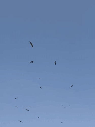 इस दौरान कई बाज हाईमास्क लाइट के ऊपर उड़ते रहे।