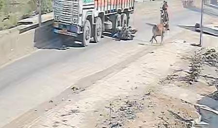 गाय से टकराने के बाद सड़क पर गिरे बाइक सवार।