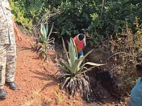 3 महीने बाद DNA सैंपल मैच होने के बाद यह स्पष्ट हुआ कि अधजली लाश महावीर राम भगत की थी।