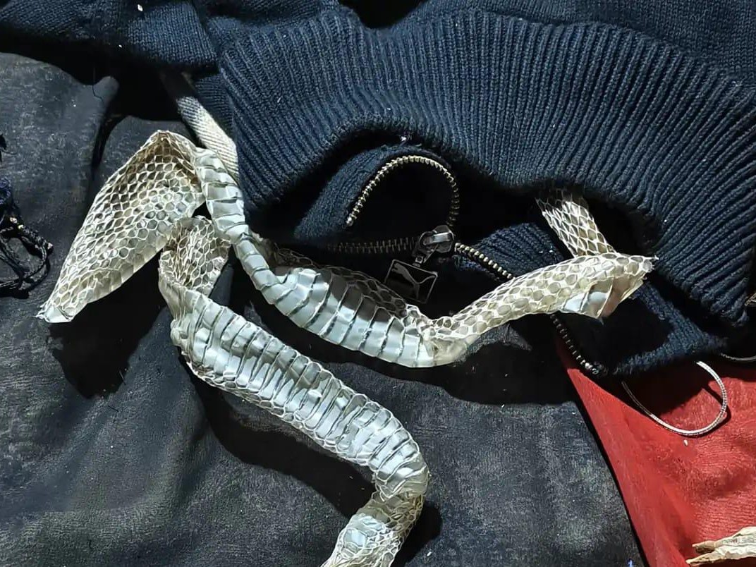 रीना बिस्तर पर सांप का केचुल रखकर भाग गई थी।