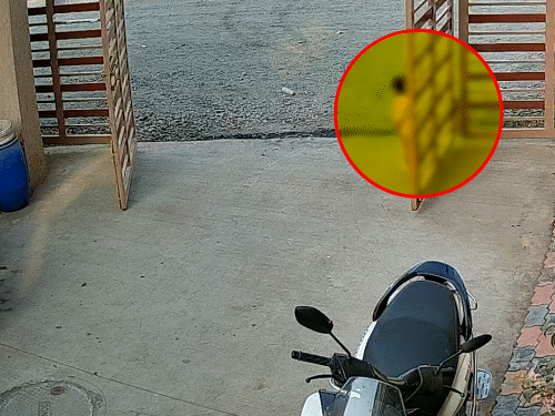 सूरत में 2 वर्षीय बच्ची पर तीन कुत्तों का हमला:  सोसाइटी में खेल रही थी, अचानक तीन आवारा कुत्ते झपट पड़े, किया लहूलुहान – Gujarat News