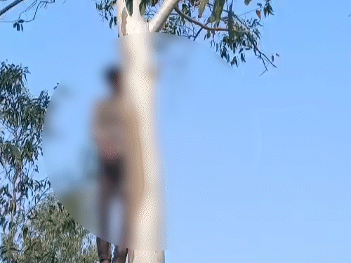 15 फीट ऊंचे पेड़ पर फंदे पर लटककर लड़के ने सुसाइड कर लिया।