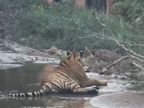 टाइगर सड़क पर ही इकट्‌ठा हुए पानी में बैठ गया। इस दौरान पर्यटकों के साथ ही अन्य लोगों को रोक दिया गया।