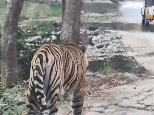 टाइगर बुधवार शाम को अचानक टूरिस्ट की गाड़ियों के सामने आ गया था।