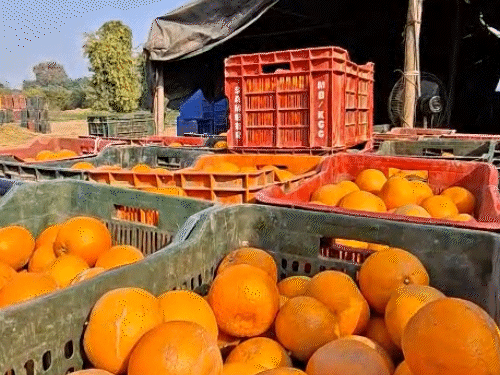 एक बीघा में एवरेज 100 क्विंटल किन्नू की पैदावार होती है।