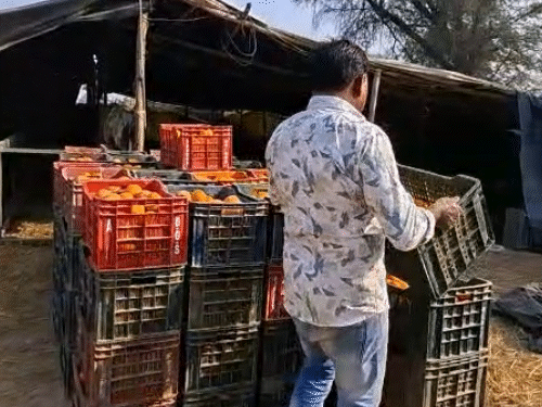 श्रीगंगानगर के किन्नू की अलग मिठास के कारण डिमांड बनी रहती है। व्यापारी बागान में पहुंचकर अपने स्तर पर तुड़ाई करवाकर ट्रांसपोर्ट कर ले जाते हैं।