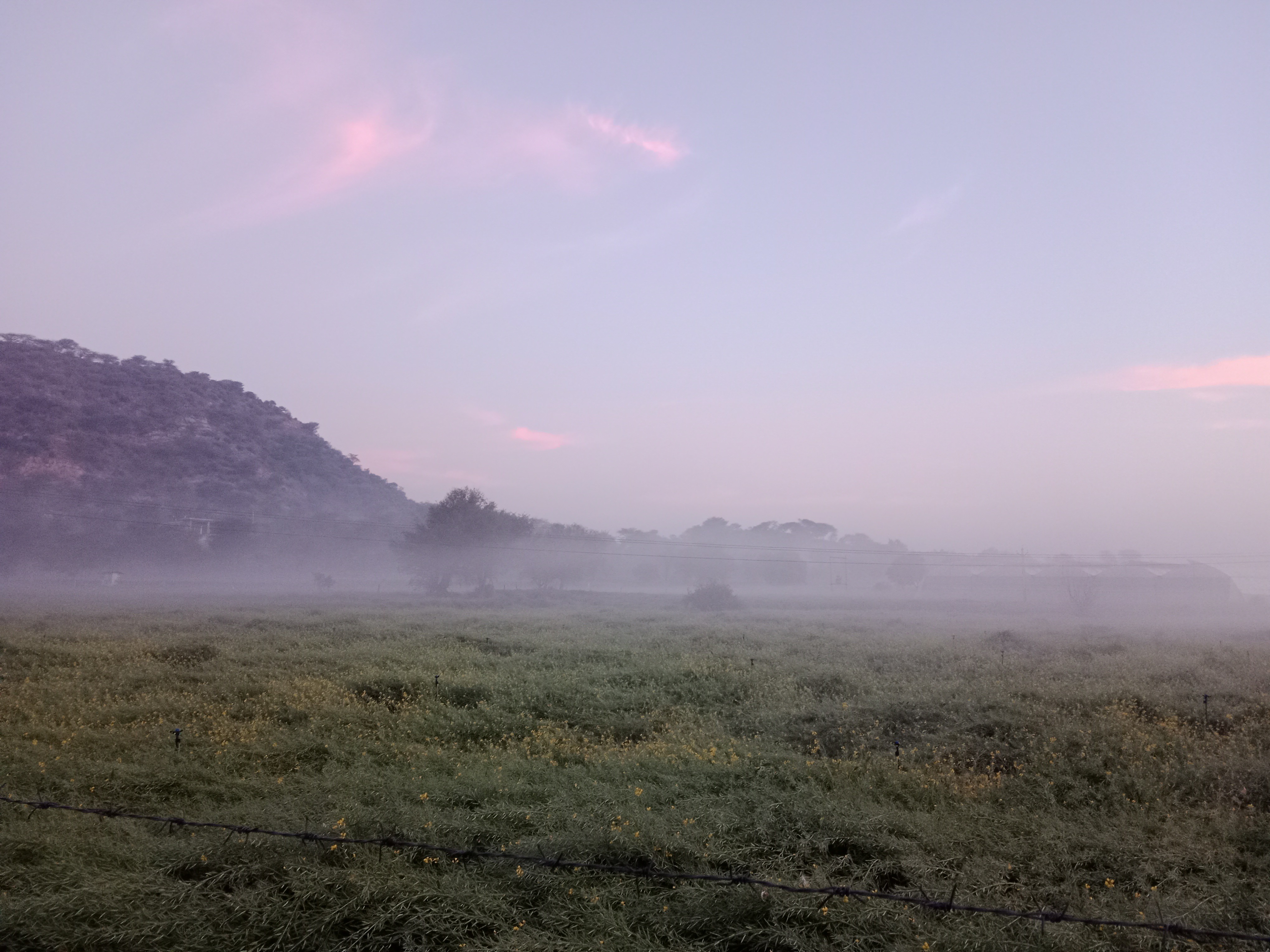 Bansur Rain | Cold & Fog Benefit Rabi Crops; Farmers Happy