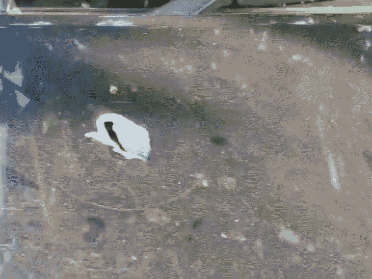 एक गोली बलेनो कार के बोनट को चीरती हुई अंदर घुस गई, जबकि बाकी गोलियां शीशे पर लगीं।