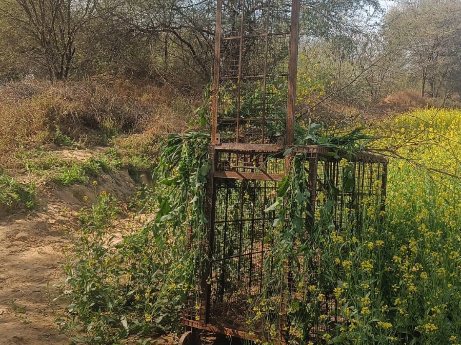 अज्ञात जानवर को पकड़ने के लिए वन विभाग ने लगाया पिंजरा।