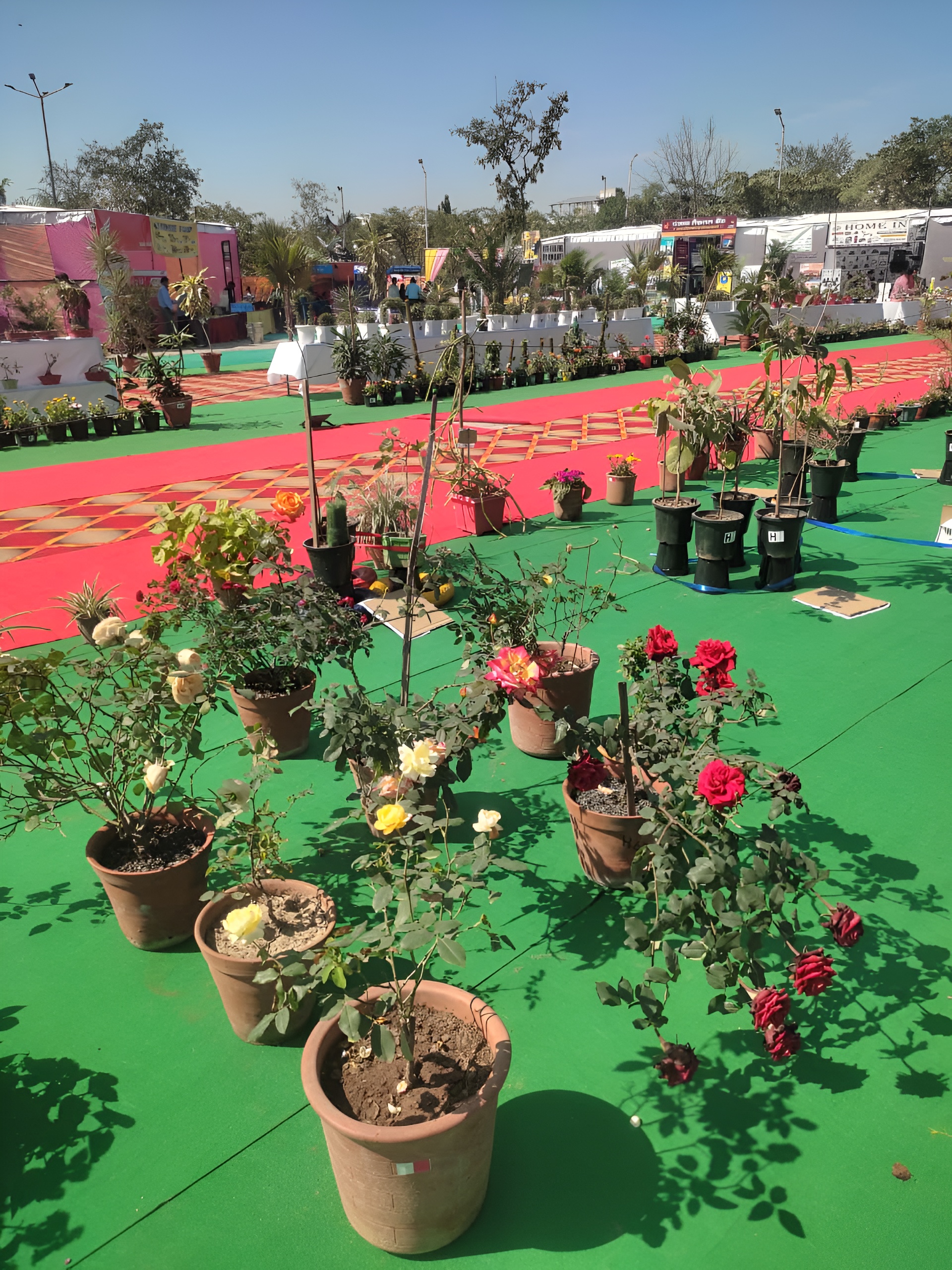 The grand opening of the flower show, children displayed their skills ...