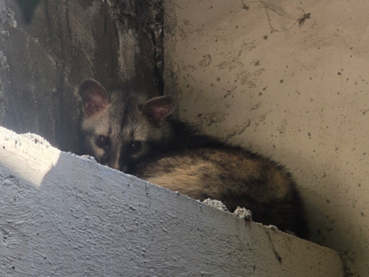 बिल्ली जैसा दिखता है एशियन पाम सिविट। चहरा नुकीला और आंखों के आसपास काले मास्क जैसा निशान होता है।