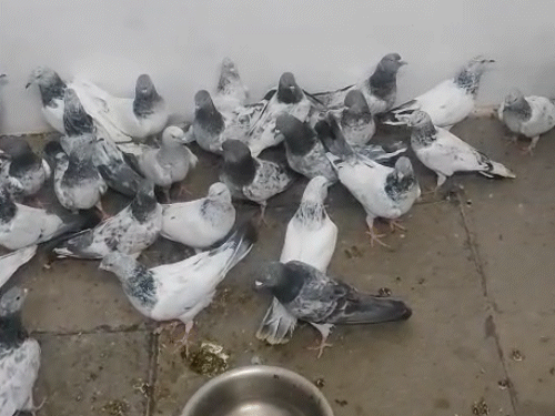 जयपुर पुलिस ने तस्करों को पकड़कर कबूतरों को आजाद करवाया।