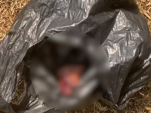 बच्ची की कब्र के पास मिला मांस का टुकड़ा।