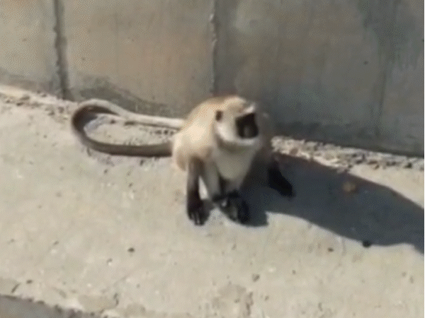 सरदारशहर के रातुसर गांव में बंदर 6 दिनों से पानी की टंकी पर फंसा हुआ है। - Dainik Bhaskar