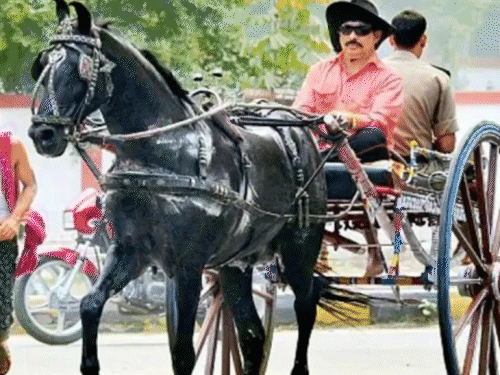 अनंत सिंह घोड़े और महंगी गाड़ियों के शौकिन हैं।