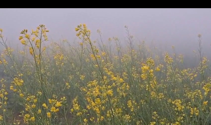 खेतों नजर आया कोहरा