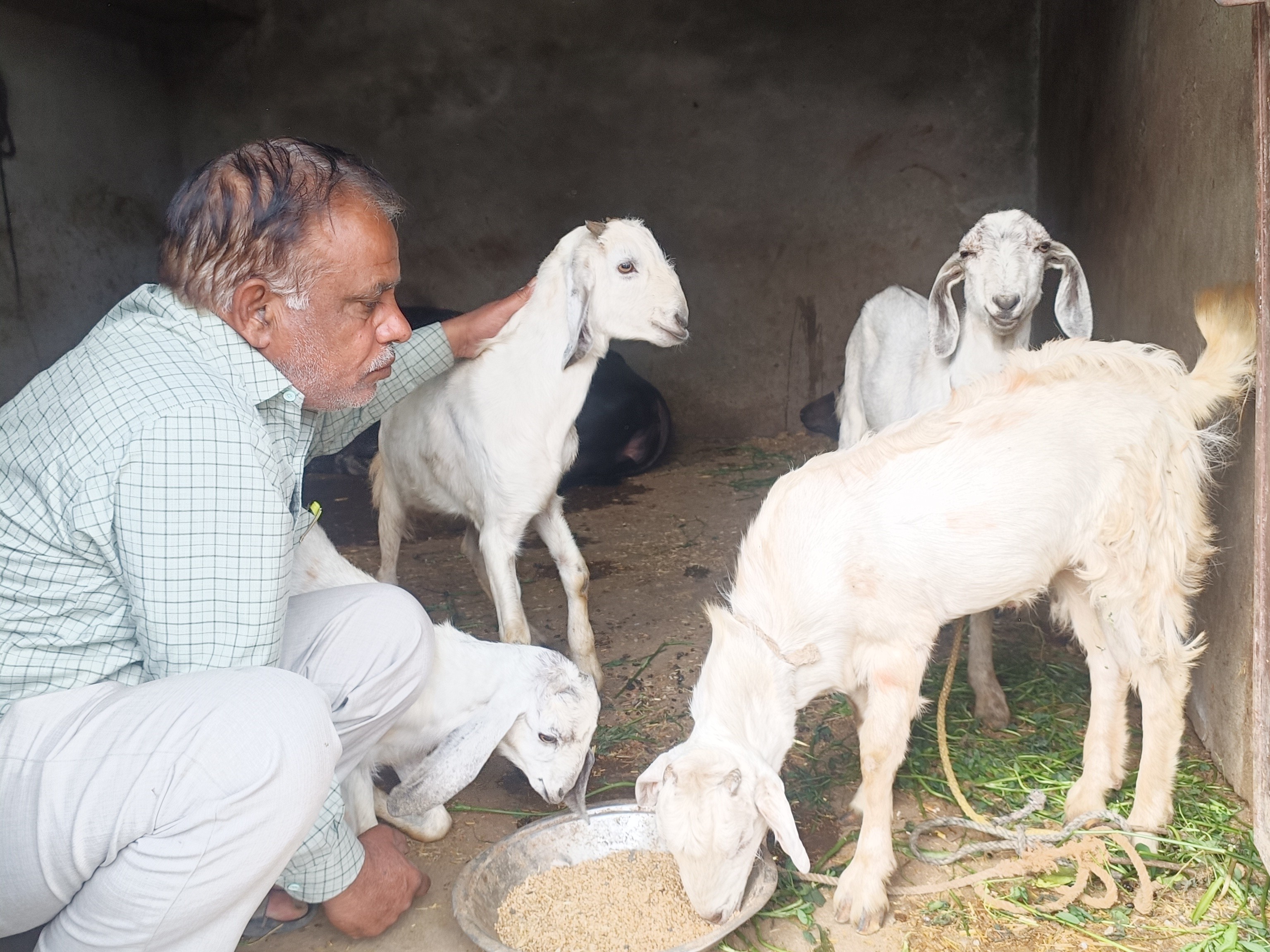 Shujalpur Cattle Theft Gang Busted | Buffaloes, Goats Stolen