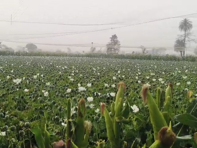 ओलों से किसान की फसलों को सीधा आर्थिक नुकसान।