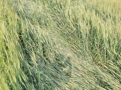 टोंक सहित कई जिलों में बारिश के कारण गेहूं की फसल खराब हो गई है।