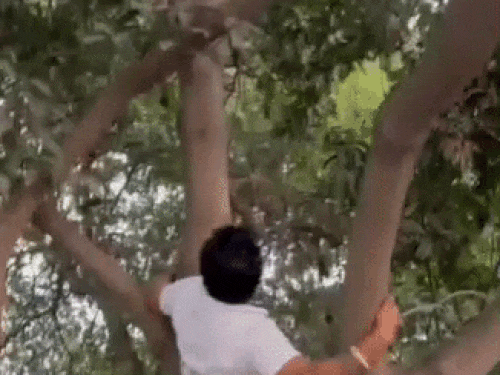 बंदर को पकड़ने के पेड़ पर चढ़ता रेस्क्यू टीम का सदस्य पवन शर्मा।