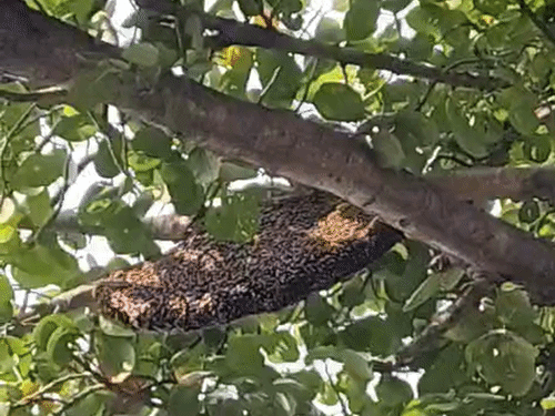 स्टेडियम की बाउंड्रीवॉल से सटे बरगद पेड़ पर मधुमक्खी का छत्ता लगा है। इन्हीं ने अंपायर पर हमला किया था।