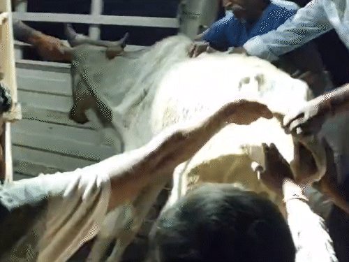 दूषित पानी की वजह से गायें लगातार बीमार हो रही हैं। हालात ये है कि ये खड़ी भी नहीं हो पा रही है।