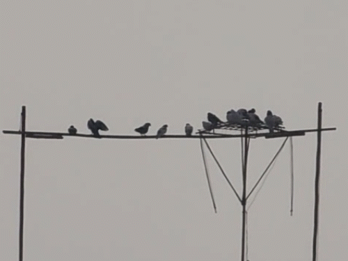 मकराना के कई घरों की छतों पर कबूतरों को फंसाने के लिए ऐसे जाल लगाए जाते हैं।