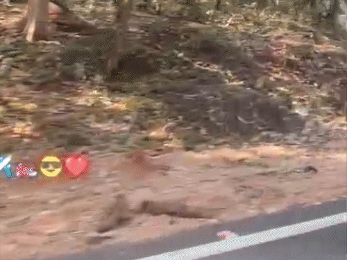 राहगीरों ने यह वीडियो बनाया था। 5 हजार का चालान काटने के बाद पुलिस ने उसे जेल भेज दिया है।