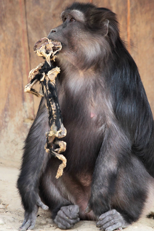 मृत बच्चे के डिकंपोज हो चुके शरीर के साथ मादा बंदर।