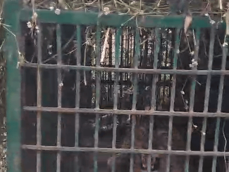 तेंदुए को देखने पहुंचे लोग