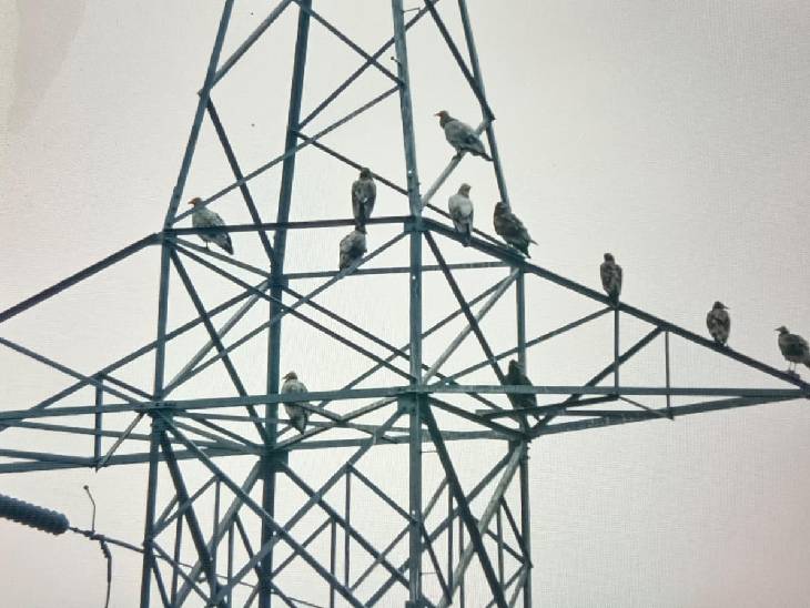 प्रदेश में कई स्थानों पर वन विभाग की टीम ने टॉवर पर बैठे स्थिति में कैप्चर किया।