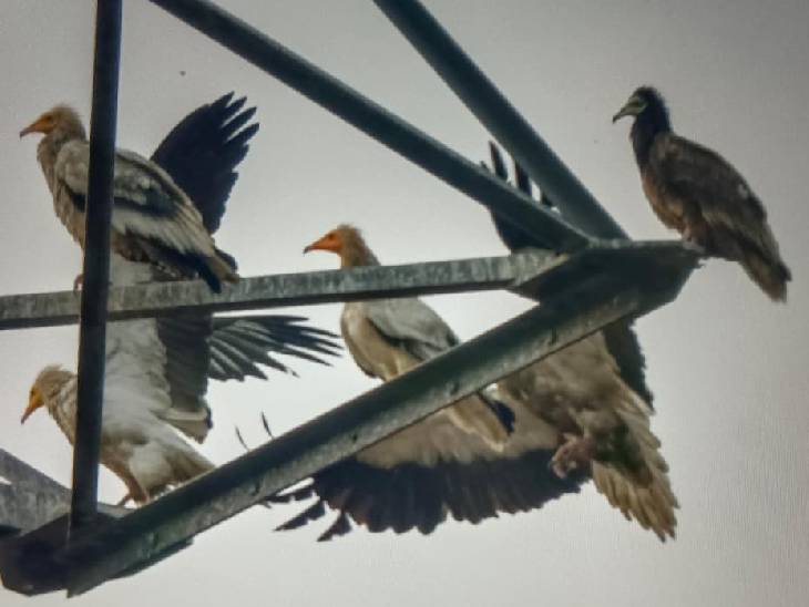 धूप में बैठकर ऊर्जा लेते गिद्ध ताकि ऊंची उड़ान भर सके।