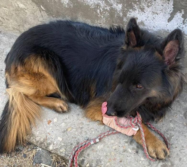 इंडियन आर्मी के 2 पैरा (SF) के K9 डॉग टायसन को ऑपरेशन के दौरान गोली लगी।