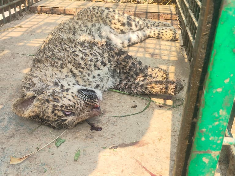 Bahraich Leopard Death | Forest Dept Rescue Operation