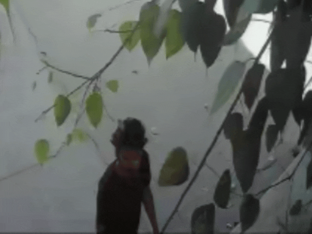 कॉलोनी में लगे सीसीटीवी में चोर मंदिर आते और चोरी के बाद जाते हुए नजर आया।